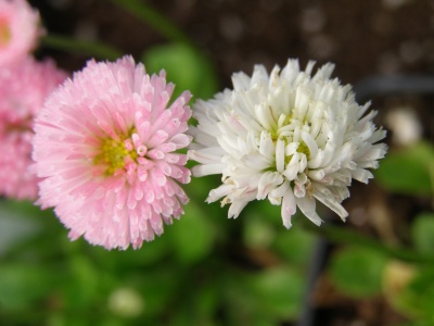 Bellis perennis 'Dresden China'